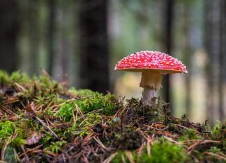 Jak długo utrzymuje się grzyb w bucie?