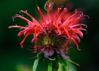 Czym się różni Bostonka od szkarlatyny?