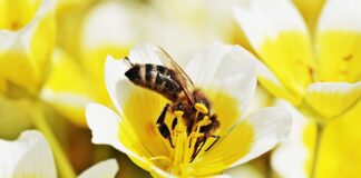 Czy kot może jeść jajecznicę?