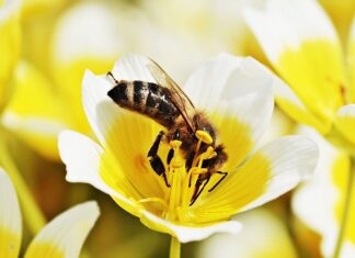 Czy kot może jeść jajecznicę?