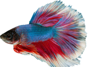 Czy gupiki mogą zjeść krewetki?