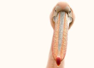 Jak wzmocnić skórki przy paznokciach?