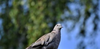 Czy posiadanie gołębi jest legalne?