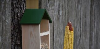 Jak zakończyć dokarmianie ptaków?