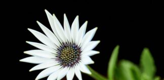 Ile materiału na pelerynę?