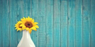 Czy można jeść słonecznik dla ptaków?