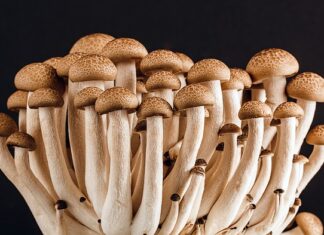 Czy polskie krewetki są jadalne?