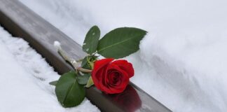 Jakie może być imię dla królika?