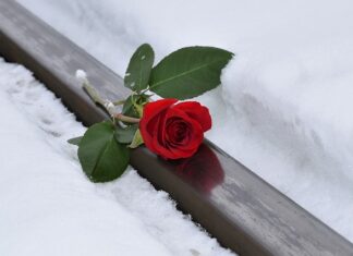 Jakie może być imię dla królika?