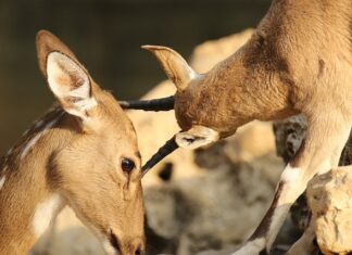 Co na otarcia po stosunku?
