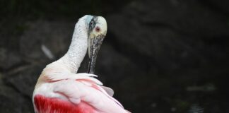 Jak Wygładzić dłonie?