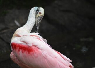 Jak Wygładzić dłonie?
