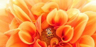 Jakie pompki są najbardziej efektywne?