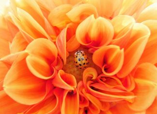 Jakie pompki są najbardziej efektywne?