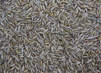 Gdzie jest produkowany Old Spice?