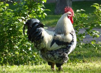 Czy zastrzał sam zniknie?