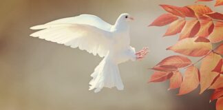 Dlaczego gołąb charczy?