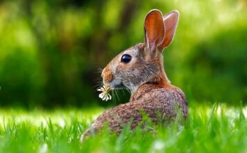 Jak rozpoznać płeć królika po zachowaniu?