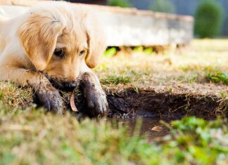 Co kupić dla szczeniaka?