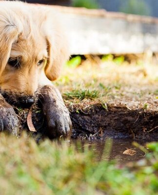 Jak przywitać szczeniaka w domu?