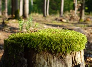 Jak zregenerować suche dłonie?