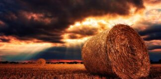 Jak często wymieniać siano u królika?