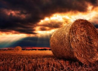 Jak często wymieniać siano u królika?