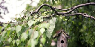 Gdzie najlepiej powiesić karmnik dla ptaków?