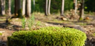 Jak zregenerować skórki?