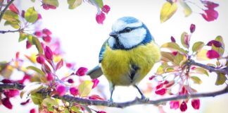 Jaki ser żółty dla cukrzyków?