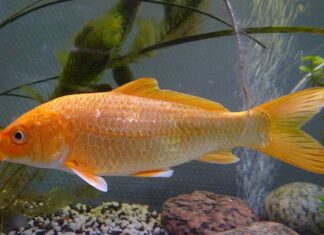 Jak często można robić hybrydy?