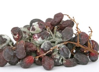 Jak zdezynfekować obuwie?