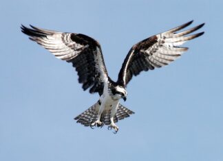 Co zrobić żeby nie było widać plam pod pachami?