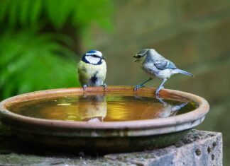 Jak się mówi do królika?