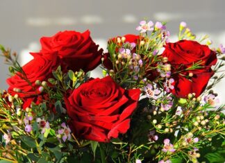 Jaki jest najdroższy gołąb?