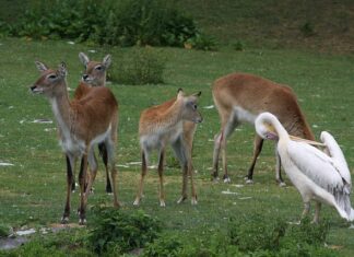 Czego używać pod pachy?