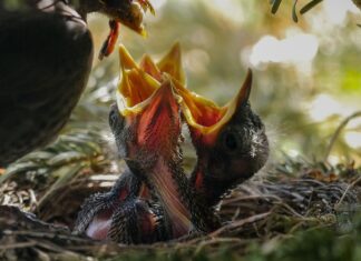 Ile razy dziennie karmić krewetki?