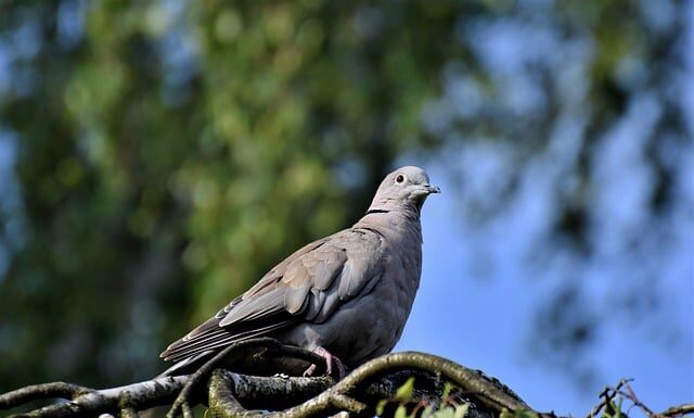 Co zwiększa szybkość gołębi?