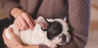 Co daje głaskanie kota?