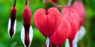 Czy dziewczyna zawsze krwawi podczas pierwszego razu?