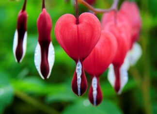 Czy dziewczyna zawsze krwawi podczas pierwszego razu?