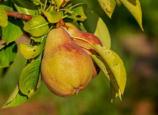 Czy odżywki do paznokci działają?