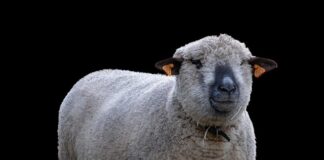 Jak zacząć hodować gołębie?