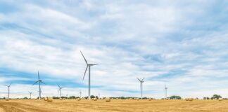 Ile krewetek z jednego miotu?