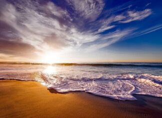 Co do picia do krewetek?