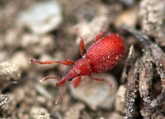 Jak zlikwidować podłużne bruzdy na paznokciach?