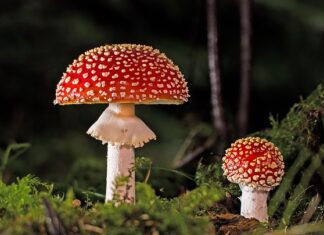 Jak pozbyć się grzyba z butów?